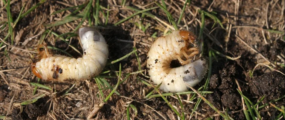 Two white grubs on soil with grass in Bristow, VA.