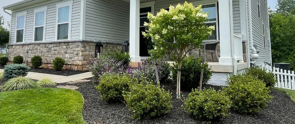 Healthy shrubs and a tree in a landscape bed in Bristow, VA.