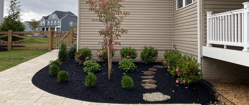 Landscape bed in front of a home with well-maintained plants and new mulch.