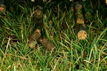 A close-up photo of core aeration plugs on a Manassas, VA lawn.