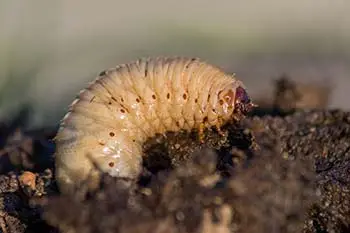 Close-up photo of a grub insect burrowing out of the soil in Haymarket, VA.